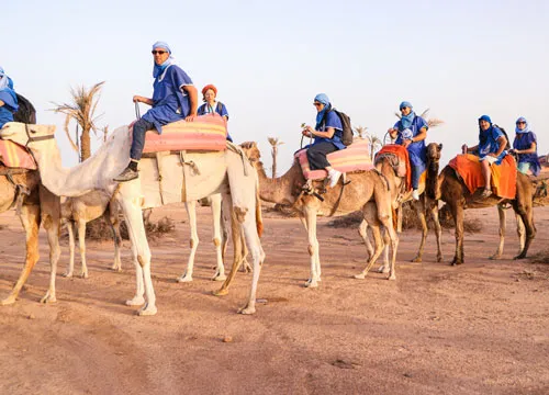 Dromadaire Palmeraie