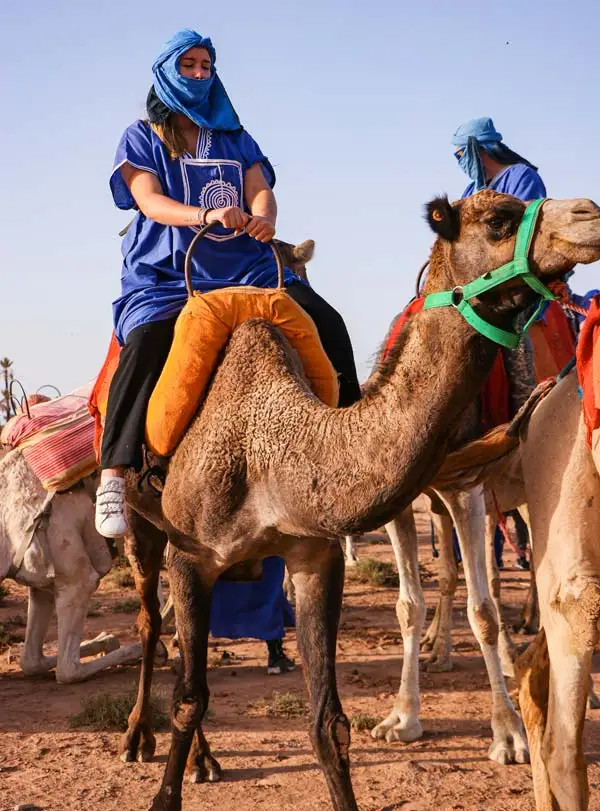 Dromadaire Palmeraie